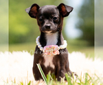 Puppy Starry Chihuahua