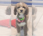 Sky - Female Unknown-Wheaten Terrier Mix Dog for Adoption - Small photo