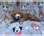 Small #4 Cavapoo