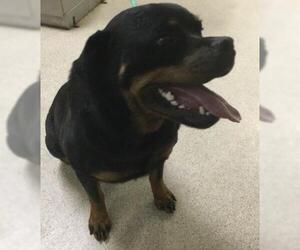 Rottweiler Dogs for adoption in Riverside, CA, USA