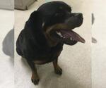 Small Rottweiler