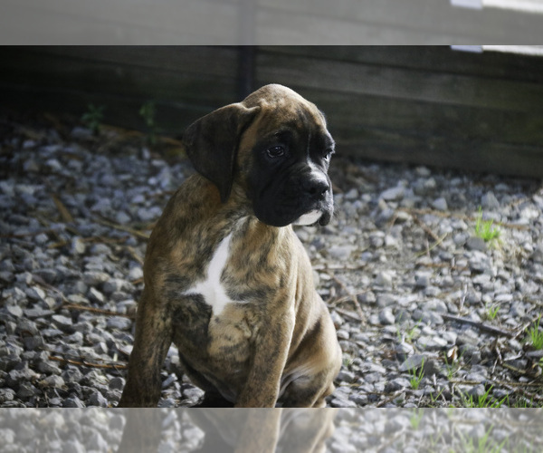 Medium Photo #5 Boxer Puppy For Sale in SHIPSHEWANA, IN, USA