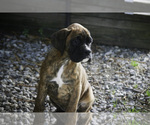 Small #4 Boxer