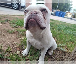 French Bulldog Puppy for sale in NORFOLK, VA, USA