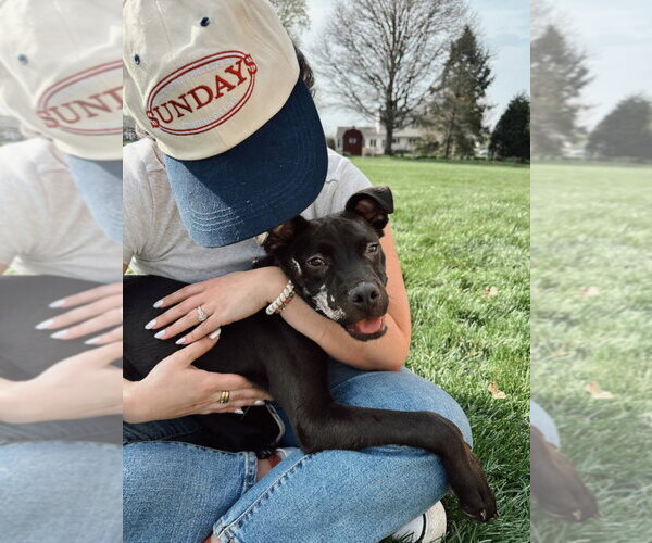 Medium Photo #1 Labrador Retriever-Unknown Mix Puppy For Sale in Springdale, PA, USA