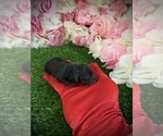  - Photo #4