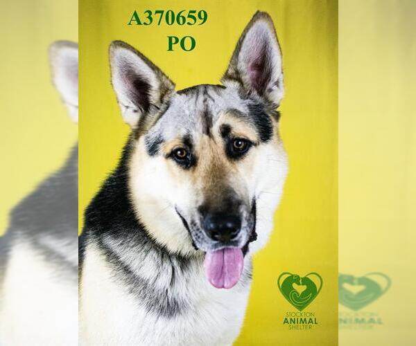 Medium Photo #2 German Shepherd Dog-Unknown Mix Puppy For Sale in Stockton, CA, USA