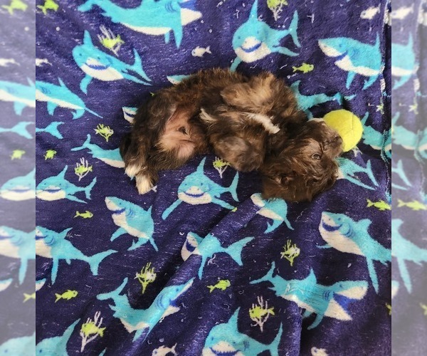 Medium Photo #2 Shorkie Tzu-Zuchon Mix Puppy For Sale in COWARD, SC, USA