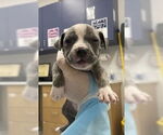 Small #5 American Pit Bull Terrier