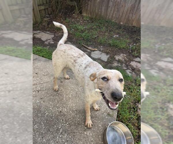 Medium Photo #1 Mutt Puppy For Sale in Conroe, TX, USA
