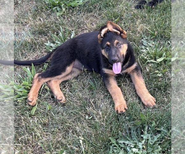 Medium Photo #3 German Shepherd Dog Puppy For Sale in BRUSH PRAIRIE, WA, USA