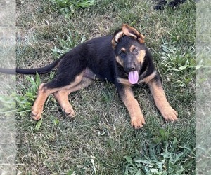 Medium German Shepherd Dog