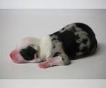 Small Photo #4 Miniature Australian Shepherd Puppy For Sale in CIRCLEVILLE, UT, USA