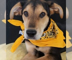 Australian Shepherd-Unknown Mix Dogs for adoption in Mt. Laurel, NJ, USA