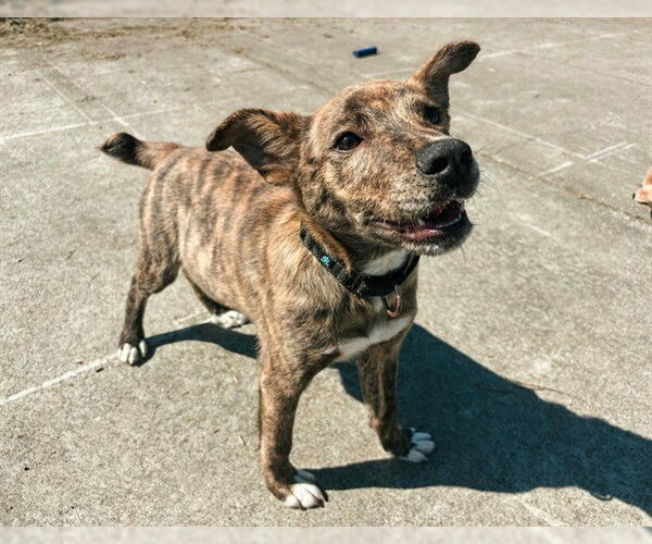Medium Photo #1 German Shepherd Dog-Unknown Mix Puppy For Sale in McKinleyville, CA, USA