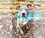 Small Photo #2 American Pit Bull Terrier Puppy For Sale in Rockville, MD, USA