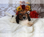 Small #5 Dachshund