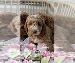 Small Photo #8 Goldendoodle (Miniature) Puppy For Sale in OWENSBORO, KY, USA