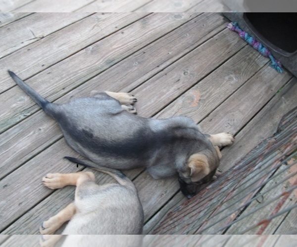 Medium Photo #4 German Shepherd Dog Puppy For Sale in WYTHEVILLE, VA, USA