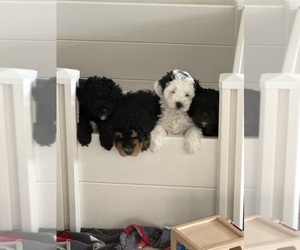 Miniature Bernedoodle Puppy for Sale in AUBURNDALE, Florida USA