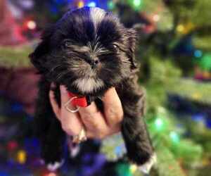 Shih Tzu Puppy for Sale in SPRINGFIELD, Oregon USA