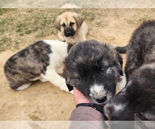 Medium Photo #27 Anatolian Shepherd Puppy For Sale in CUMBY, TX, USA