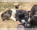Small #26 Anatolian Shepherd