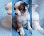 Small Photo #2 Miniature Australian Shepherd Puppy For Sale in HILLSBORO, OR, USA