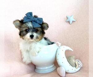 Morkie Puppy for sale in PALM BEACH, FL, USA