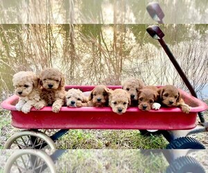 Goldendoodle (Miniature) Puppy for sale in WILLS POINT, TX, USA