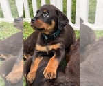 Image preview for Ad Listing. Nickname: Female 2