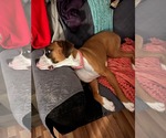 Small #2 Boxer