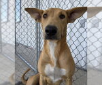 Small Carolina Dog