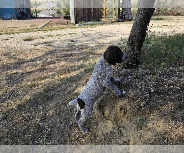Medium Photo #45 German Shorthaired Pointer Puppy For Sale in EVANSVILLE, WY, USA