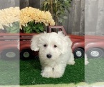 Small #1 Coton de Tulear