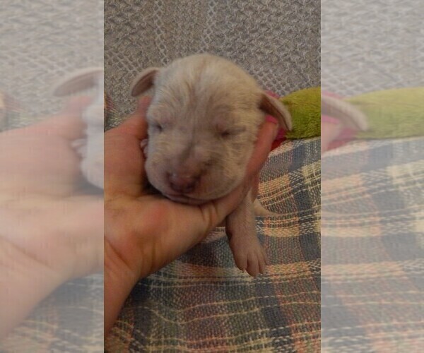 Medium Photo #72 Great Dane Puppy For Sale in SPRAGGS, PA, USA
