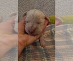 Small Photo #72 Great Dane Puppy For Sale in SPRAGGS, PA, USA