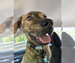 Small #7 American Staffordshire Terrier-German Shepherd Dog Mix