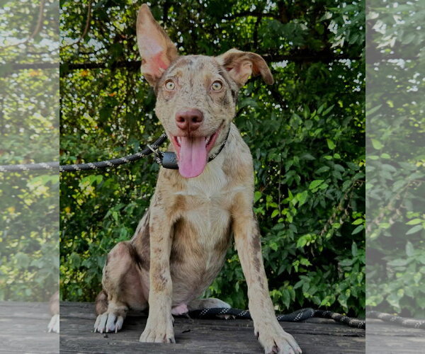 Medium Photo #2 Catahoula Leopard Dog-Unknown Mix Puppy For Sale in Anniston, AL, USA