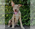 Small #1 Catahoula Leopard Dog Mix