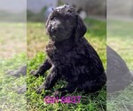 Small #4 Labradoodle