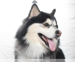 Siberian Husky Dogs for adoption in Burbank, CA, USA