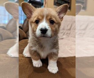 Pembroke Welsh Corgi Puppy for sale in INALA, OK, USA