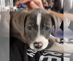 Small #4 American Pit Bull Terrier-Labrador Retriever Mix
