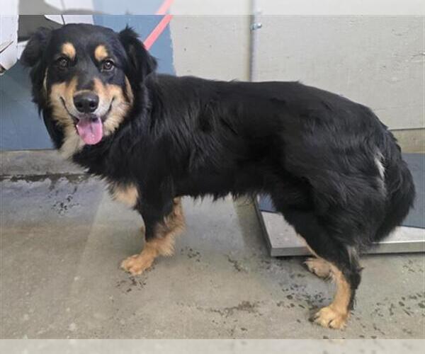 Medium Photo #1 Australian Shepherd Puppy For Sale in Camarillo, CA, USA