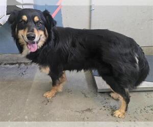 Australian Shepherd Dogs for adoption in Camarillo, CA, USA
