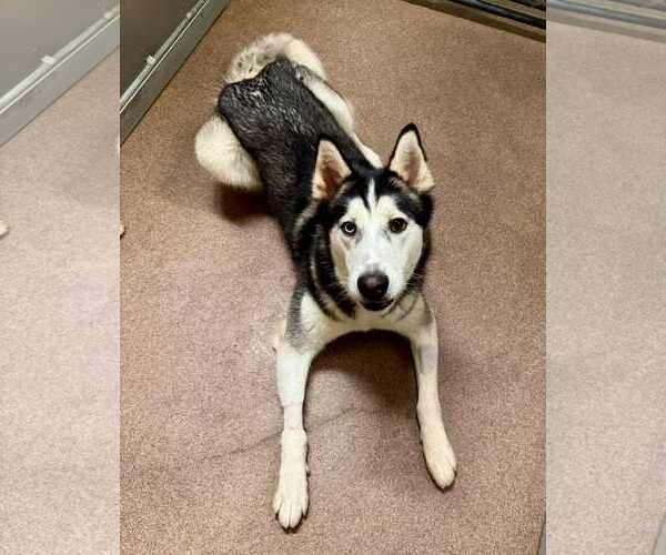 Medium Photo #3 Siberian Husky Puppy For Sale in Carrollton, TX, USA