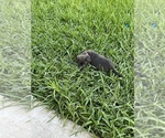 Small #4 Labrador Retriever