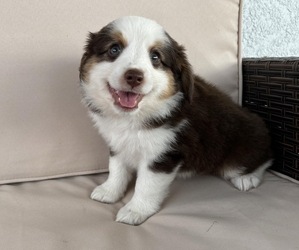 Miniature Australian Shepherd Puppy for sale in BROOKER, FL, USA