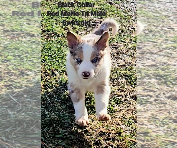 Medium Photo #3 Border Collie Puppy For Sale in BYBEE, TN, USA